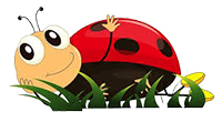 coccinella